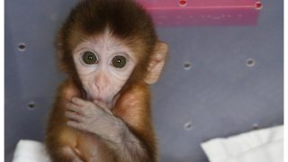 Injured Baby Rhesus Monkey Rescued From New Ashok Nagar Metro Station In Delhi