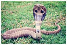 Uttarakhand Businessman Killed Using Cobra, Victim’s Girlfriend And Snake Charmer Arrested