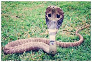 Uttarakhand Businessman Killed Using Cobra, Victim’s Girlfriend And Snake Charmer Arrested