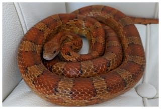 Woman Carrying 5 Live Snakes In Her Top Caught In China, Picture Surfaces