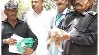Baby Monkey Presented In Pakistan Court Over Smuggling Case Escapes, Creates Chaos: Watch Video