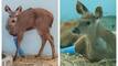 Heavily Wounded Female Deer Makes Miracle Recovery In Thane, Released Into Wild