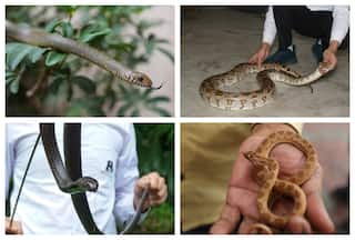 Heavy Rains Surge Snake Sightings In Delhi, Several Serpents Rescued By Wildlife SOS