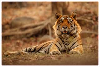 Global Tiger Day: Government Releases Detailed Report On All India Tiger Estimation 2022
