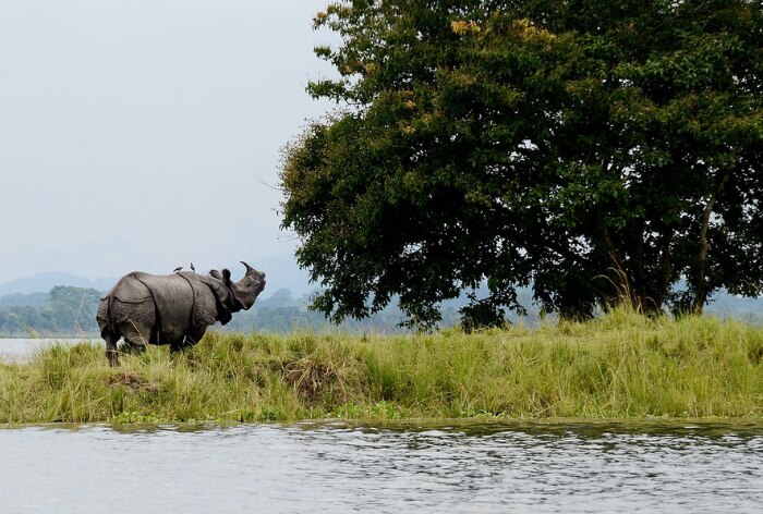 Soak in the Beauty of Northeast India: 5 Places to Visit During Monsoons