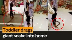 Viral Video: Toddler Drags Giant Snake Into Home, Leaves Internet In Shock - WATCH
