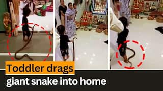 Viral Video: Toddler Drags Giant Snake Into Home, Leaves Internet In Shock - WATCH