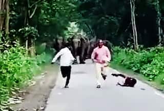 3 Men Clicking Selfies Chased Off By Wild Elephants In UP's Lakhimpur Kheri, Video Viral: Watch