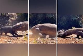 Wild Animal Video: कोमोडो ड्रैगन ने एक झटके में दबोच लिया सूअर, जकड़कर जिंदा चबाने लगा दैत्य | देखें वीडियो