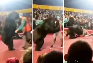 Bhalu Ka Video: सर्कस में रिंग मास्टर पर भड़क गया भालू, पटक कर लगा नोंचने | देखें वीडियो