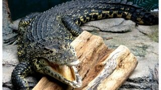 Alligator Guards Woman's Body After Fatal Attack in US
