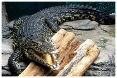 Alligator Guards Woman's Body After Fatal Attack in US