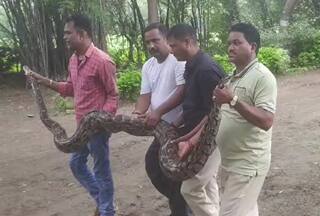 Azgar Ka Video: शिकार की तलाश में गांव में घुस गया 11 फीट लंबा अजगर, फटी रह गईं सबकी आंखें | देखें वीडियो