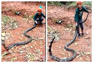 Viral Video: Little Boy Plays With Giant King Cobra, Internet Shocked
