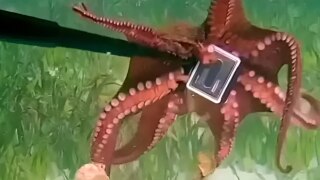 ‘Give Me That’: Octopus Steals Australian Diver’s GoPro Camera | Watch Underwater Battle