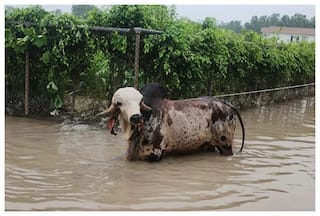 Bull Worth More Than BMW Or Audi Rescued From Flood-Hit Noida | Here's How Much It Costs