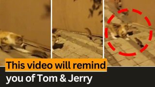 Viral Video: This Funny Cat And Mouse Fight Will Surely Remind You Of Tom And Jerry - WATCH