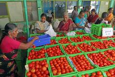 Tomato Prices Hit Rs 100/kg In Major Southern States, Including Karnataka And Tamil Nadu; Details Inside