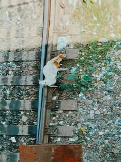 पटरियों में फंस गई कुत्ते की टांग तभी आ गई ट्रेन, जो हुआ हिल ही जाएंगे