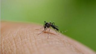 Dengue New Strain DEN 2: 5 Symptoms and Ways to Increase Platelet Count