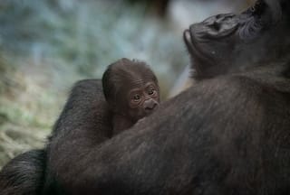 'Male' Gorilla Gives Birth To Baby Girl At US Zoo