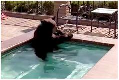 Viral Video: Grizzly Bear Takes A Refreshing Dip In Backyard Pool To Beat US Heatwave