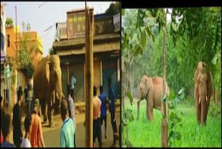 Hathi Ka Hamla: हाथियों ने मचाया ऐसा आतंक किसानों ने खेती ही छोड़ दी, बच्चे भी नहीं जा रहे स्कूल