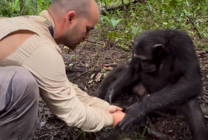 Chimpanzee Washes Photographer's Hands After Drinking Water In Viral Video