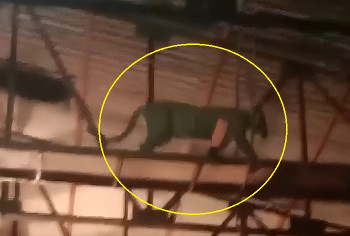 Watch: Leopard, Cub Enter TV Serial Set At Mumbai's Goregaon Film City