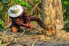 US Man Faces Rs 12 Crore Penalty for Cutting Neighbour's Trees to Improve View