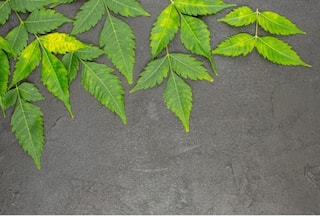 8 Amazing Benefits of Neem Leaves For Hair, Skin and Building Immunity