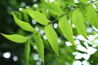 नीम की चाय पीने से क्या फायदा होता है?