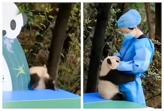 Cuteness Alert! Watch Baby Panda Needs Hug After a Fall, Internet Says 'Fell on Purpose'