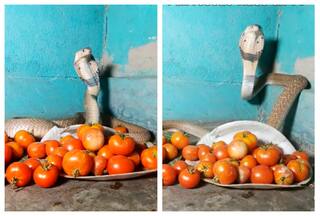 Viral Video: King Cobra 'Guards' Tomatoes Amid Soaring Prices