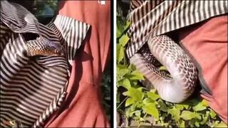 Viral Video: Deadly Cobra Slithers Into Man's Shirt And Then ..