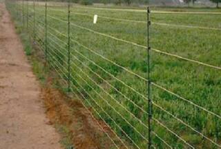 यूपी सरकार किसानों को आवारा जानवरों से बचाने के लिए शुरू करेगी 'खेत सुरक्षा योजना', कंटीले तार लगाने पर रोक