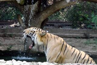झोपड़ी में सो रही महिला पर तेंदुए ने किया घातक अटैक, बेटे ने शोर मचाया मगर उसने जान ले ली