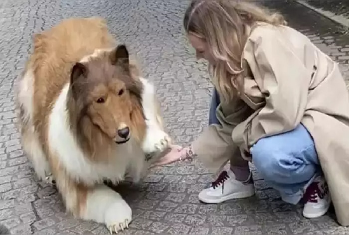 Viral Video: Japanese Man Spends Rs 12 Lakh To Transform Into 'Human Dog', Goes Out for First Walk