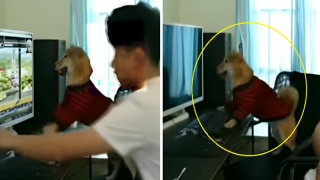Watch: Cute Dog Plays Video Game, Throws Tantrum After Its 'Hooman' Switches Off Computer