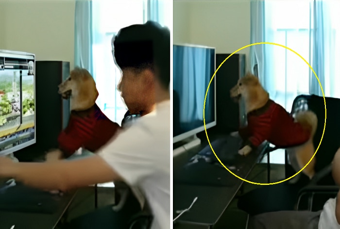 Watch: Cute Dog Plays Video Game, Throws Tantrum After Its 'Hooman' Switches Off Computer