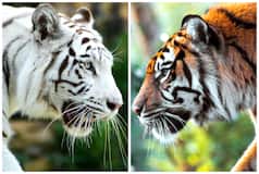 International Tiger Day 2023: Top Indian National Parks For Guaranteed Tiger Sightings