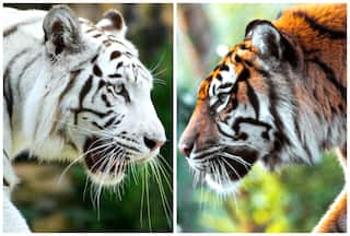 International Tiger Day 2023: Top Indian National Parks For Guaranteed Tiger Sightings