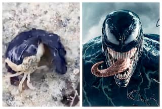 'You Real?': Watch Underwater Creature Hunts Crab, Reminds Internet Of Venom