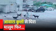 Dog Attack Video: आवारा कुत्तों ने मासूम को घेरकर उसपर किया अटैक, वीडियो देख कांप उठेगा कलेजा | Watch Video