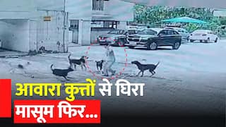 Dog Attack Video: आवारा कुत्तों ने मासूम को घेरकर उसपर किया अटैक, वीडियो देख कांप उठेगा कलेजा | Watch Video