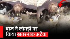 Baaz Aur Lomdi Ka Video: लोमड़ी को लेकर उड़ने की फिराक में था बाज, फिर आगे जो हुआ उसे देख हिल जाएंगे आप | Watch Video