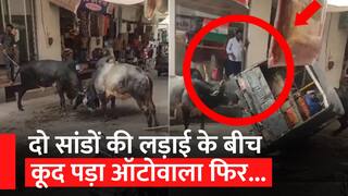 Bull Fight Video: दो बैलों की लड़ाई सुलझाने पहुंचा ऑटोवाला, फिर उसके साथ जो हुआ वह देख दंग रह जाएंगे आप| Watch Video
