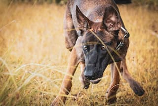 'Sniffing Out Justice': Karnataka Police Dog Helps Crack Gruesome Murder Case