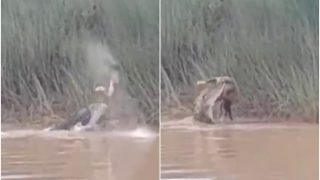 Riverside Horror: Crocodile Devours Woman Taking Bath Near Odisha River | Watch