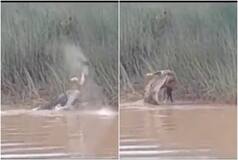 Riverside Horror: Crocodile Devours Woman Taking Bath Near Odisha River | Watch